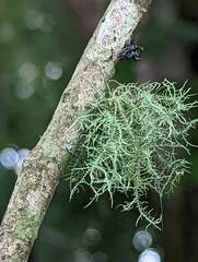 Usnea strigosa