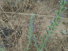Trichostema lanceolatum