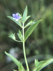 Trichostema brachiatum