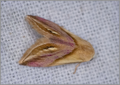 Eublemma cochylioides