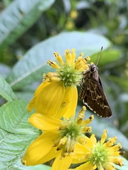 Amblyscirtes aesculapius