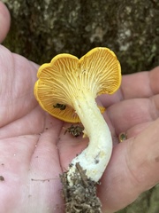 Cantharellus tenuithrix