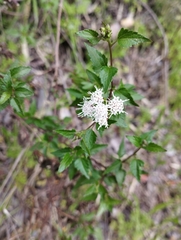 Ageratina glechonophylla