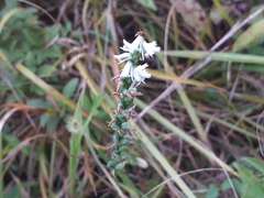 Spiranthes lacera