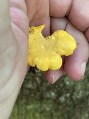 Cantharellus tenuithrix