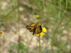 Polites themistocles