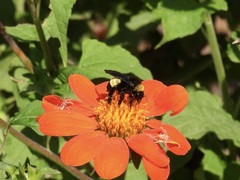 Bombus pensylvanicus