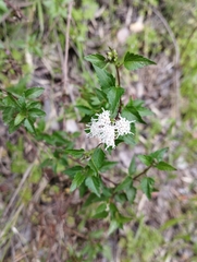 Ageratina glechonophylla