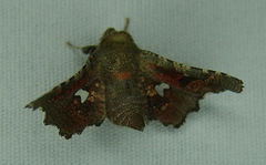 Dysodia granulata