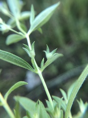 Trichostema brachiatum