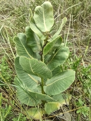 Asclepias latifolia