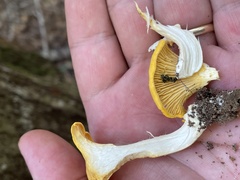 Cantharellus tenuithrix