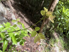 Phyllanthus reticulatus