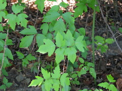 Toxicodendron radicans