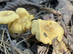 Cantharellus