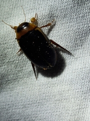 Hydaticus bimarginatus