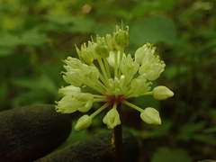 Allium tricoccum