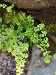 Adiantum excisum