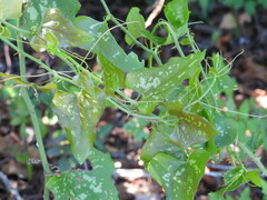 Smilax bona-nox