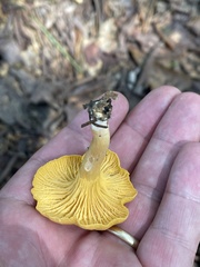 Cantharellus