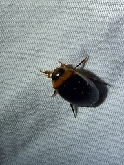 Hydaticus bimarginatus