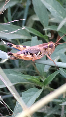 Melanoplini