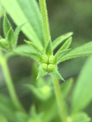Trichostema brachiatum