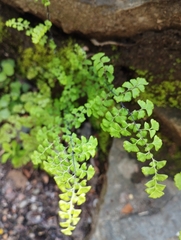 Adiantum excisum