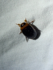 Hydaticus bimarginatus