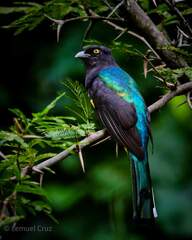 Trogon citreolus