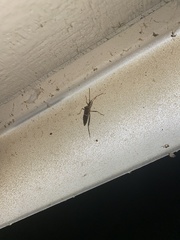 Leptoglossus clypealis