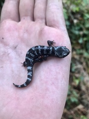 Ambystoma opacum