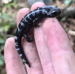 Ambystoma opacum