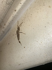 Leptoglossus clypealis