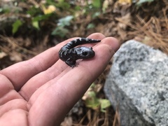 Ambystoma opacum