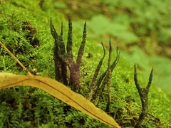 Xylaria longipes