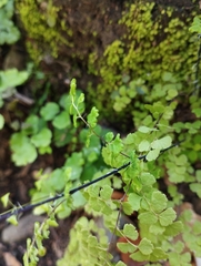 Adiantum excisum