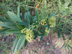 Lespedeza capitata