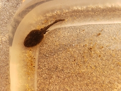 Rana luteiventris