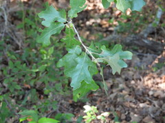 Quercus stellata