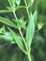 Trichostema brachiatum