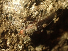 Heleomyzidae