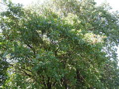 Quercus stellata