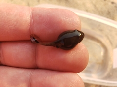 Rana luteiventris