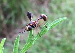 Physocephala sagittaria