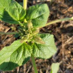 Proboscidea louisianica