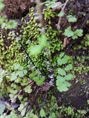Adiantum excisum