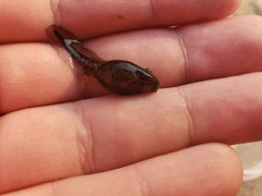 Rana luteiventris