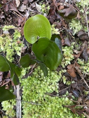 Hymenophyllum nephrophyllum