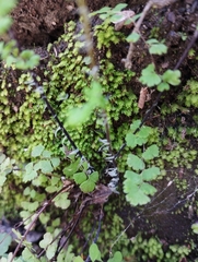 Adiantum excisum